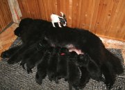 Превью фото № 156610