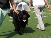 Превью фото № 156628