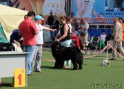 Превью фото № 156631