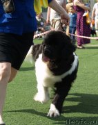 Превью фото № 156635