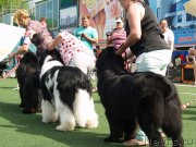 Превью фото № 156638