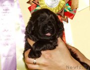 Превью фото № 156698