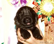 Превью фото № 156699