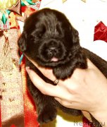 Превью фото № 156701