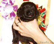 Превью фото № 156702