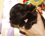 Превью фото № 156705