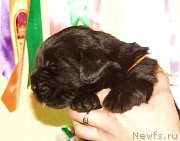 Превью фото № 156706