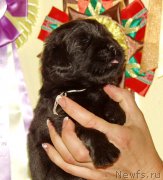 Превью фото № 156708