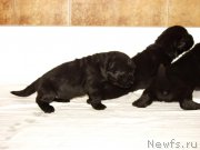 Превью фото № 156713