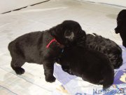 Превью фото № 156718