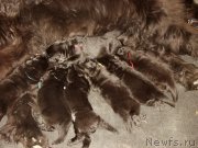 Превью фото № 156728