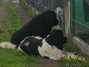 Превью фото № 156751