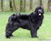 Превью фото № 156776