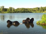 Превью фото № 156803