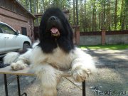 Превью фото № 156827