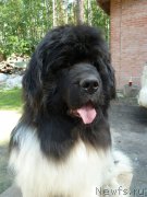 Превью фото № 156829