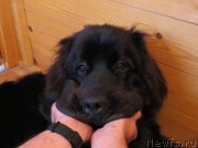 Превью фото № 156864