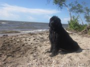 Превью фото № 156900