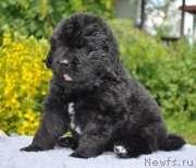 Превью фото № 157029