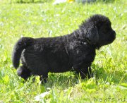 Превью фото № 157034