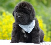 Превью фото № 157041