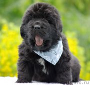 Превью фото № 157042