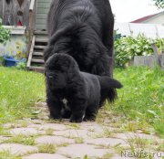 Превью фото № 157045