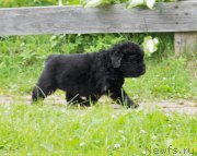 Превью фото № 157047