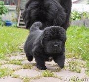 Превью фото № 157048