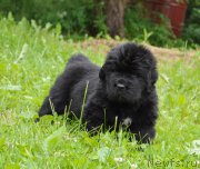 Превью фото № 157050