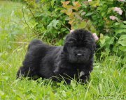 Превью фото № 157051