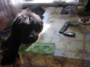 Превью фото № 157058