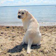 Превью фото № 157154