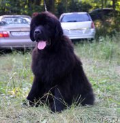 Превью фото № 157190