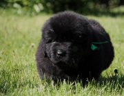 Превью фото № 157220