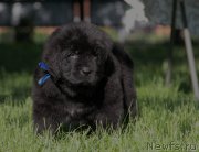 Превью фото № 157243