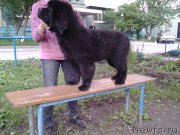 Превью фото № 157329