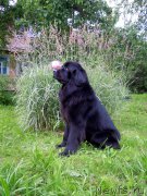 Превью фото № 157333