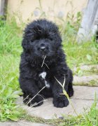 Превью фото № 157335