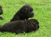 Превью фото № 157342