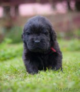 Превью фото № 157344