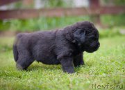 Превью фото № 157346