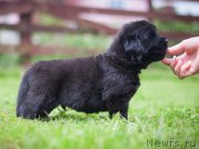 Превью фото № 157351