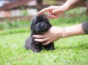 Превью фото № 157352