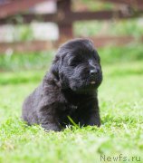 Превью фото № 157353