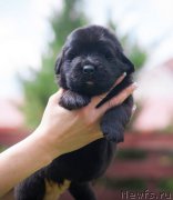 Превью фото № 157354