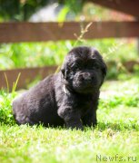 Превью фото № 157367