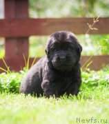 Превью фото № 157369