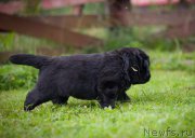 Превью фото № 157375