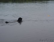 Превью фото № 157460